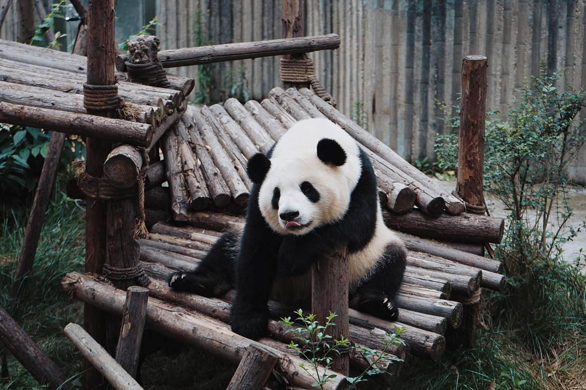 giant panda white and black Panda bear